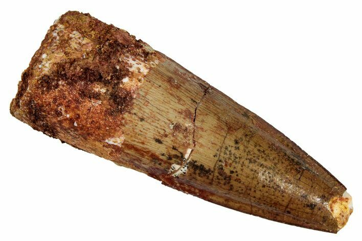 Fossil Spinosaurus Tooth - Real Dinosaur Tooth #333550